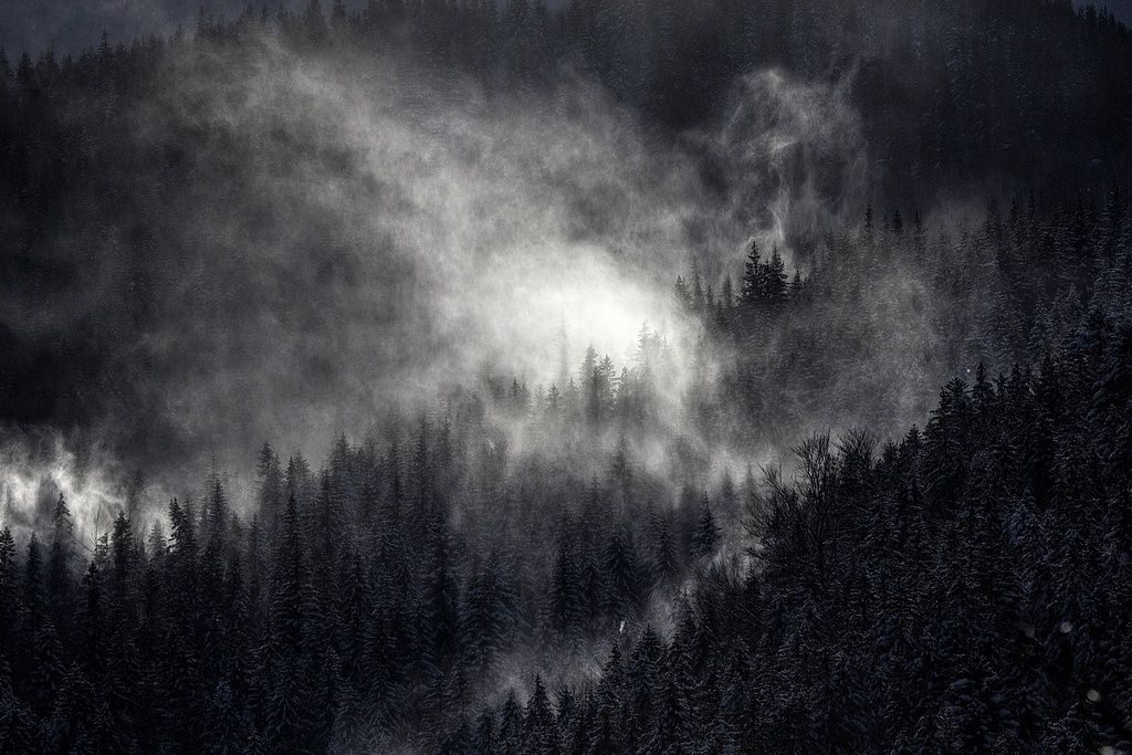 czarno białe zdjęcie lasów nad którą rozpościera się mgła