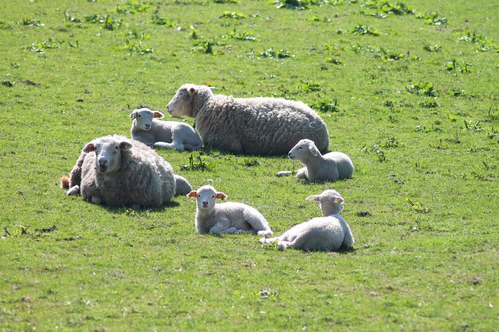 Owce leżące na łące
